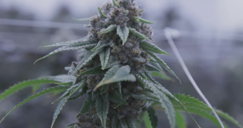 Grown weed plant