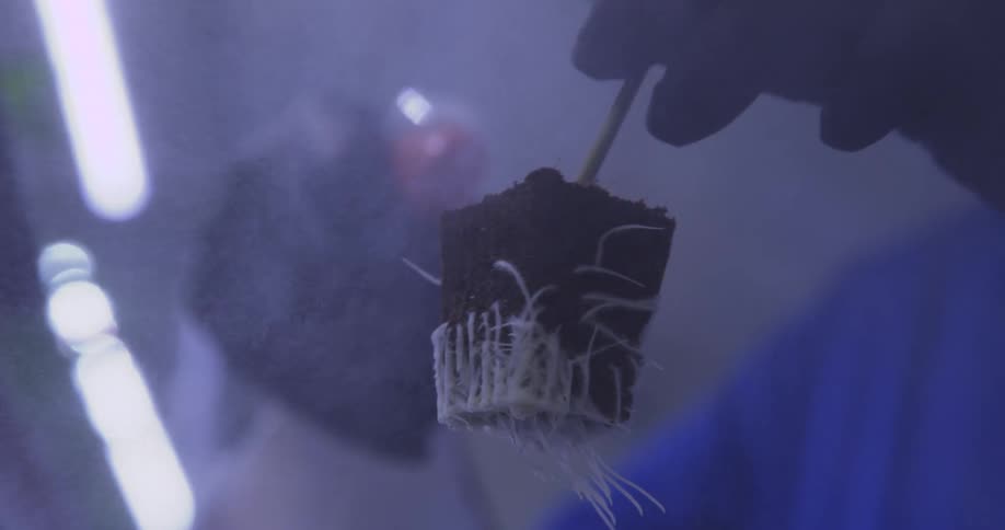 Gloved hands manipulate a small rooted plant seedling held by the thin stem