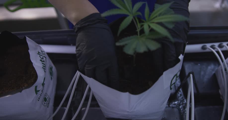 A man is planting a seedling on a bag of soil