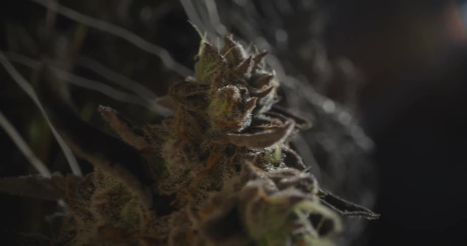 A closeup shot of a cannabis flower bud with white hairs illuminated against a dark background