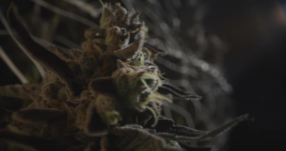 Weed plant under a light