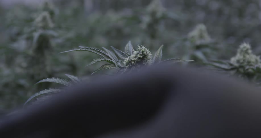 A man is pruning a marijuana plant