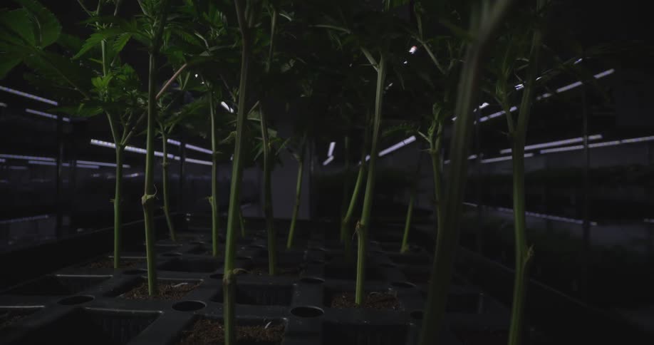 Dark greenhouse with lots of plants inside
