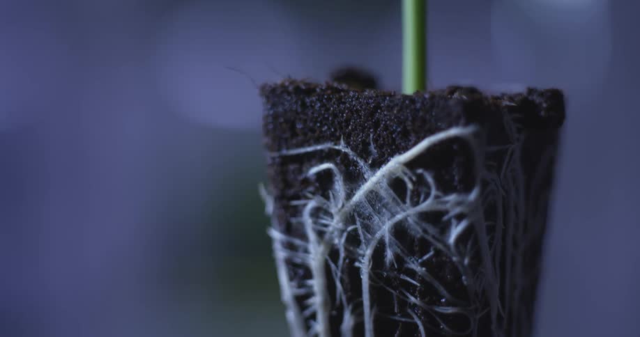 Roots of a plant in the soil