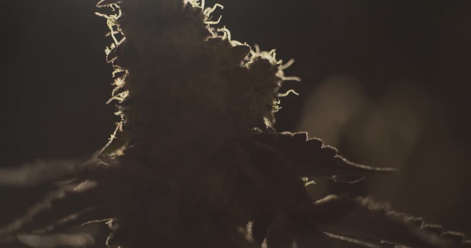 A cannabis flower bud with a textured surface silhouetted against a dark background