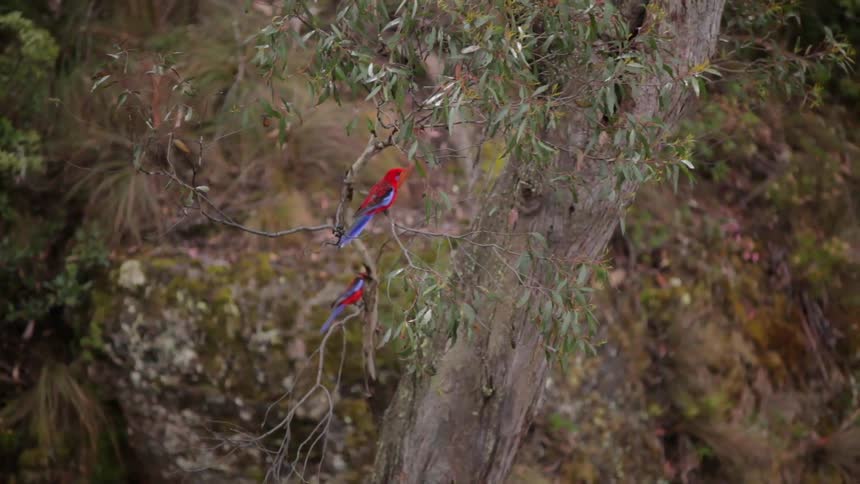 Birds sit on a tree branch