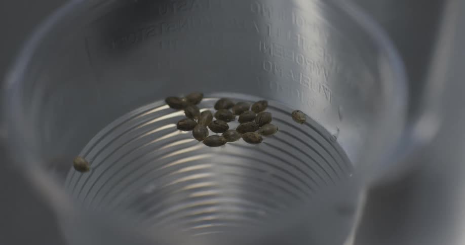 Tiny insect eggs float in the cup of water