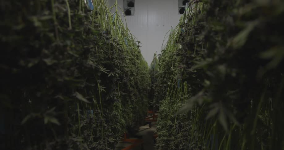 An aisle between two rows of crops under a cloudy sky