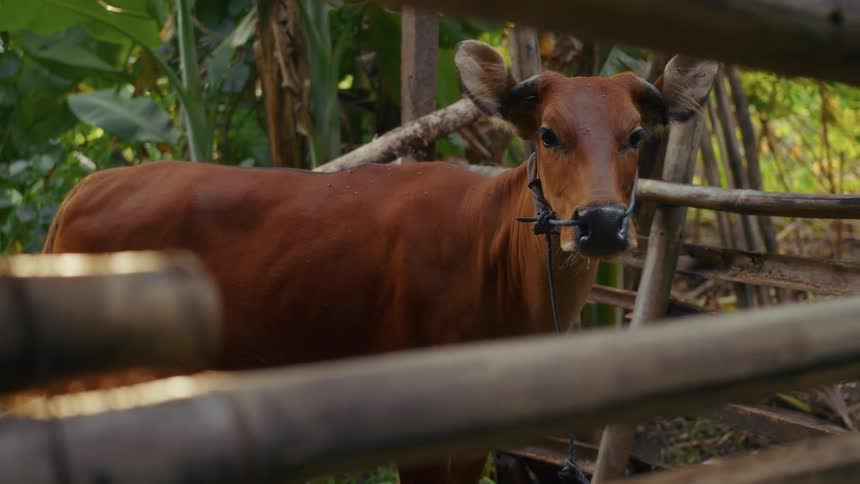 Cow in a small pen in a junglelike setting