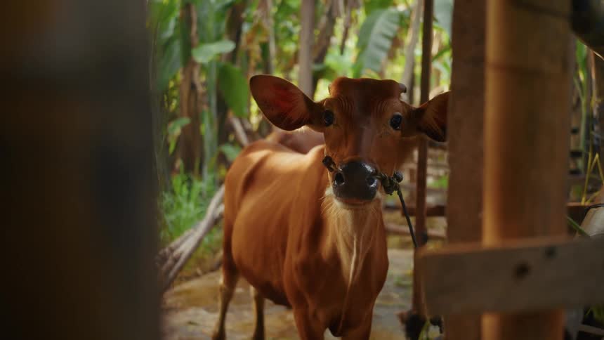 The cows are tied up and one of them is closer and looking at the camera
