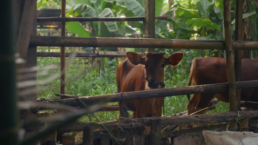 Cows are tied to the shelter