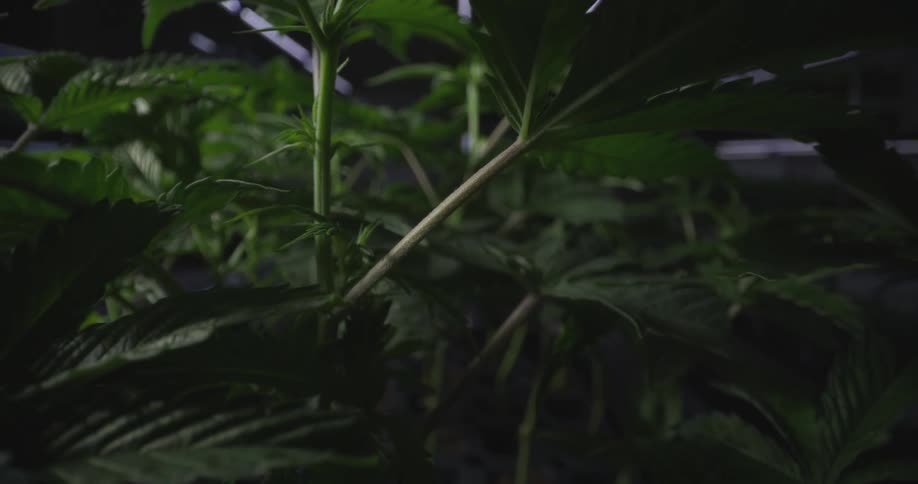 Cannabis plants grow in a dimly lit indoor setting