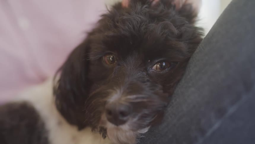 Dog leans against a person while they pet its head