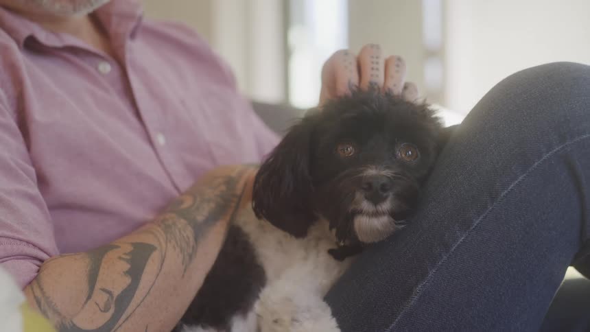 A man wearing a pink shirt and jeans sits with a small fluffy black and white dog resting on their lap