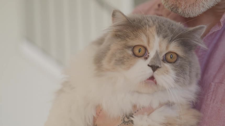 A fluffy calico persian cat with wide eyes is held by a person wearing a pink shirt creating a soft and endearing close up shot