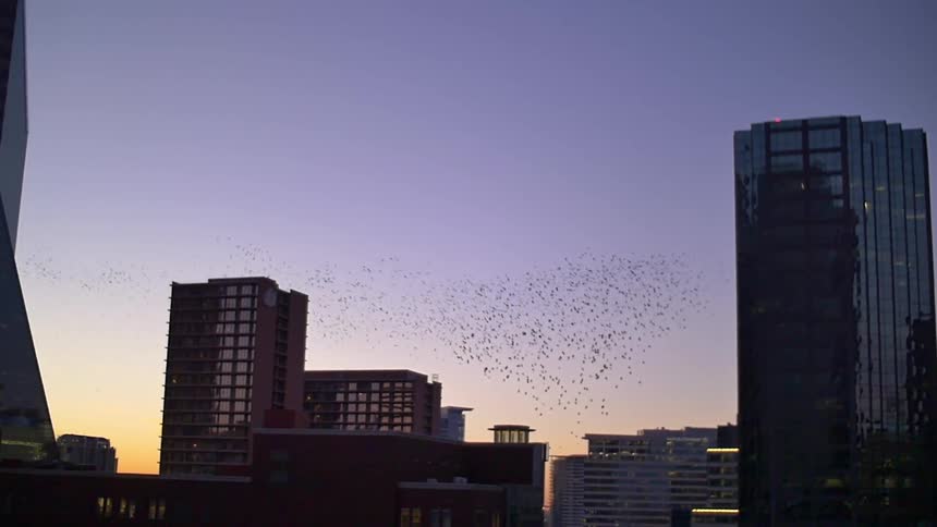 A dusk view of a city and birds flying around