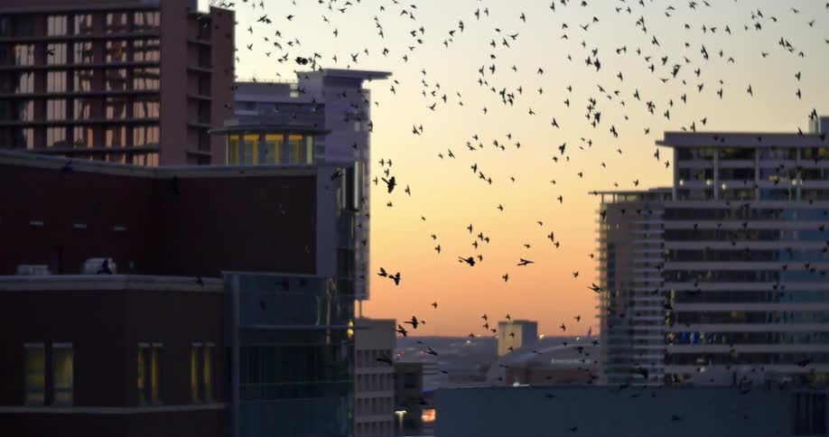 A flock of birds fly around buildings at dawn
