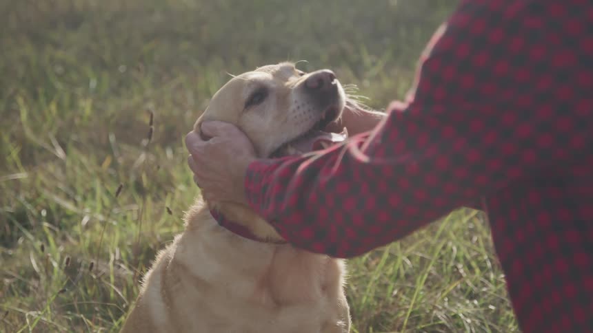 A man in a red plaid shirt pets a light colored dog in a grassy field