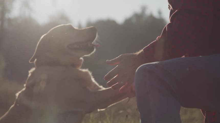 Man outside playing with his dog shaking hands