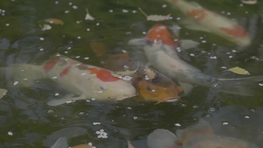 Fish swim in the water eating food above