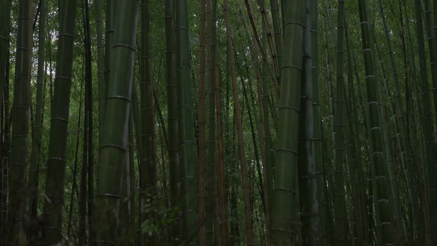 A forest is full of tall bamboo trees