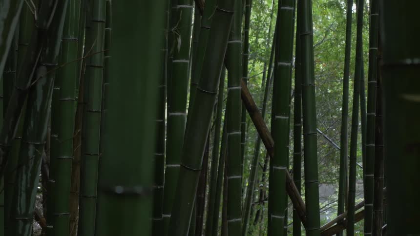 Tall bamboo trees line this forest