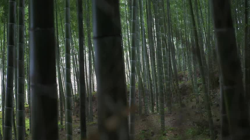 The forest is lined with tall green bamboo trees