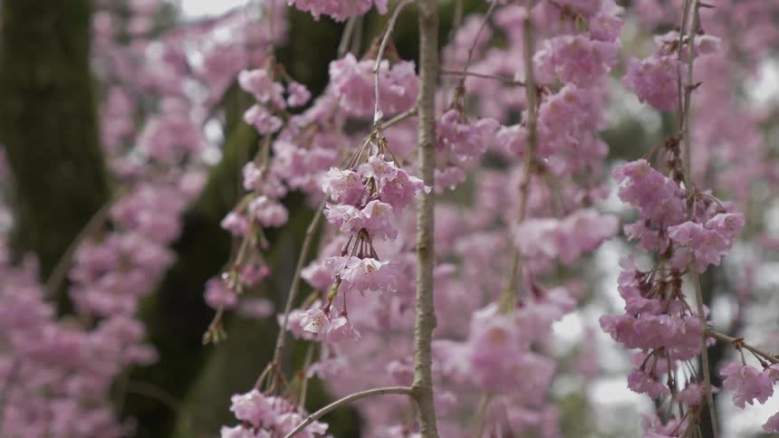 The trees have pink flowers on the branches