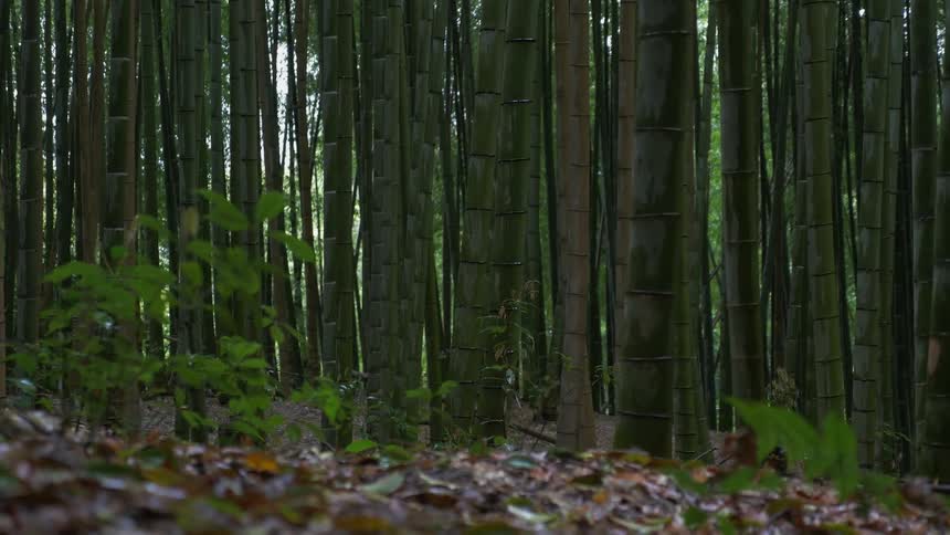 The forest is completely filled with bamboo trees