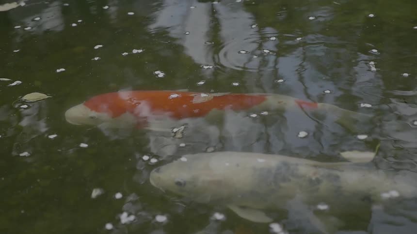 Koi fish swim in a pond