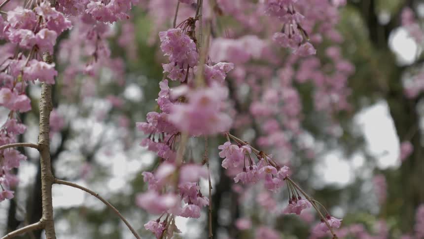 The flowers hanging from the tree are pink