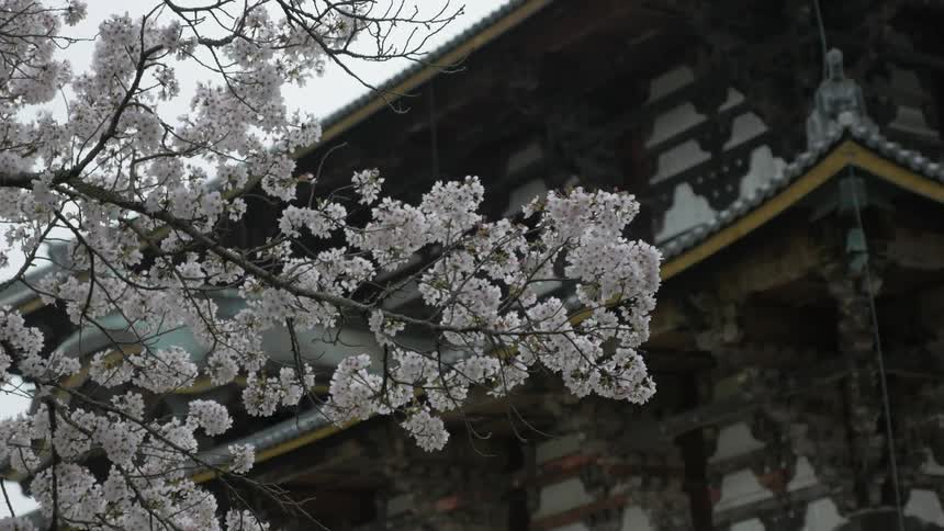 Blossoms cover a tree branch