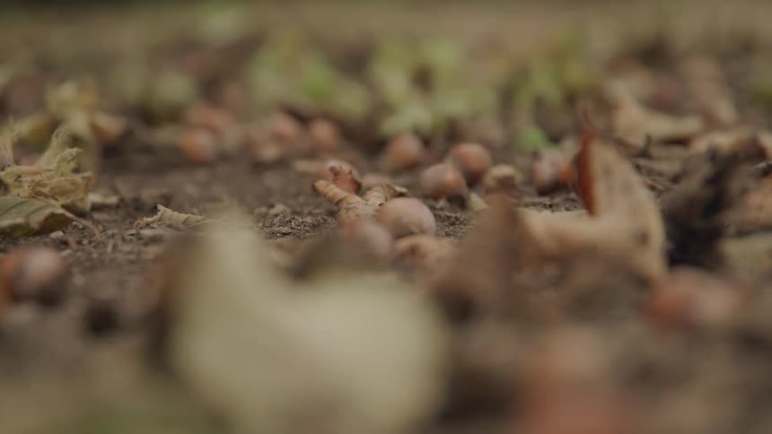 Hazelnuts scattered on the ground amidst dry leaves and dirt