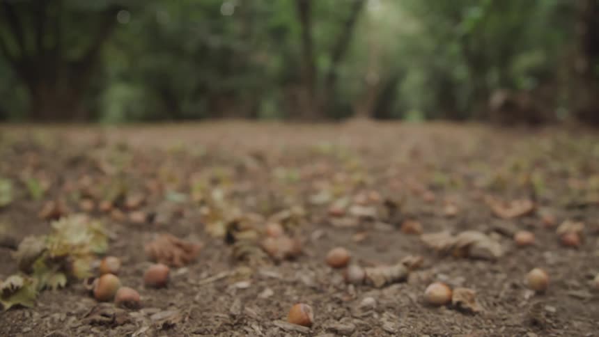 A low angle shot captures fallen hazelnuts and leaves scattered across the ground of a hazelnut orchard with a blurred background of trees