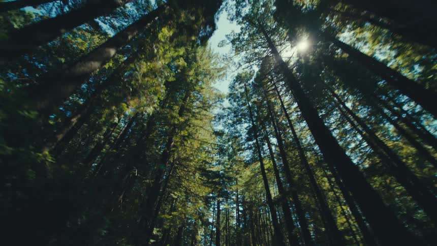 Looking upward from a streetlevel view towering redwoods stretch skyward as light filters through the dense forest canopy