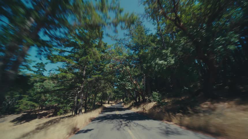 A bike trail runs through the forest
