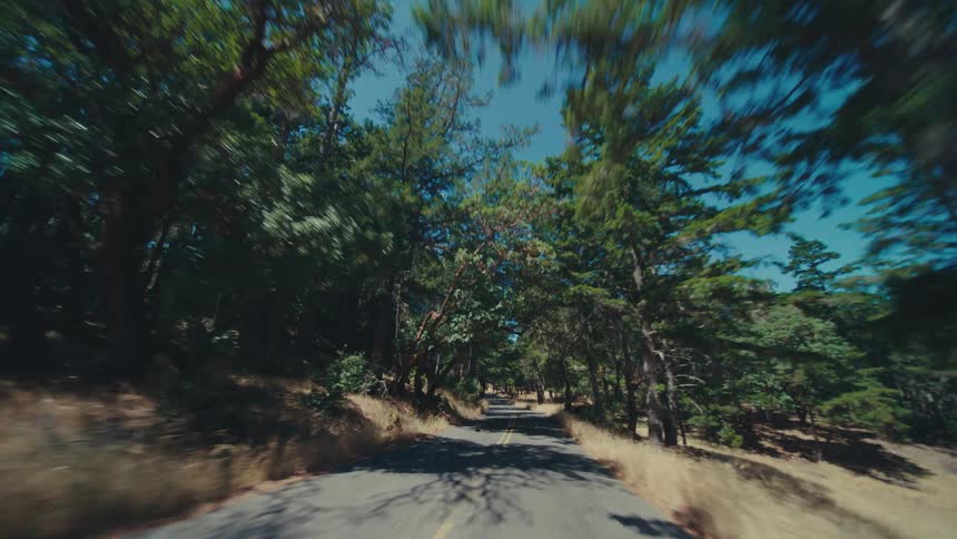 Driving on a road through a pine forest on a sunny summer day