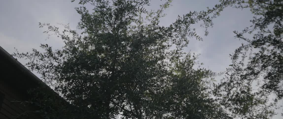 Tree branches and leaves against a cloudy sky