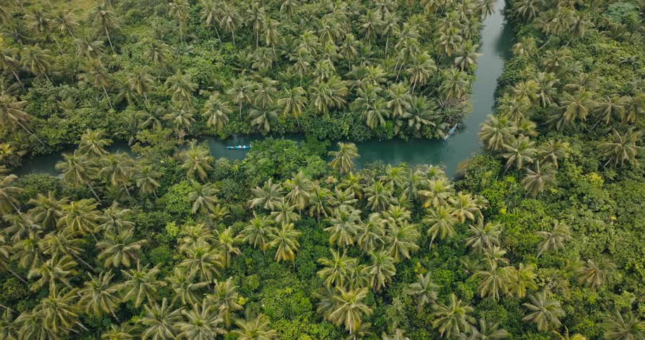 An aerial view of a winding turquoise river cutting through a dense lush green forest of palm trees