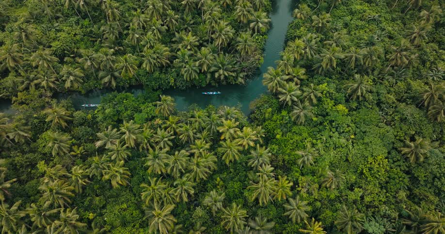 A lush dense forest of palm trees surrounding a narrow dark river