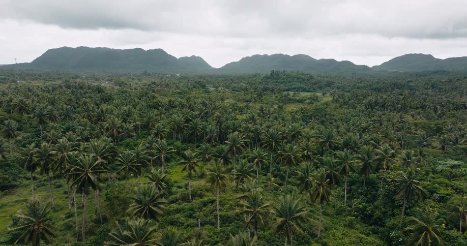 Dense jungle in front of mountains under gray clouds