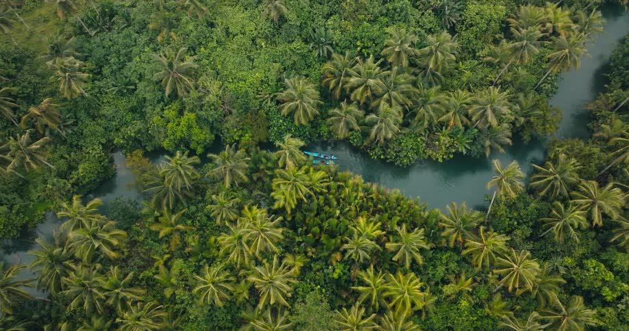 Kayaks pass by the tall palm trees