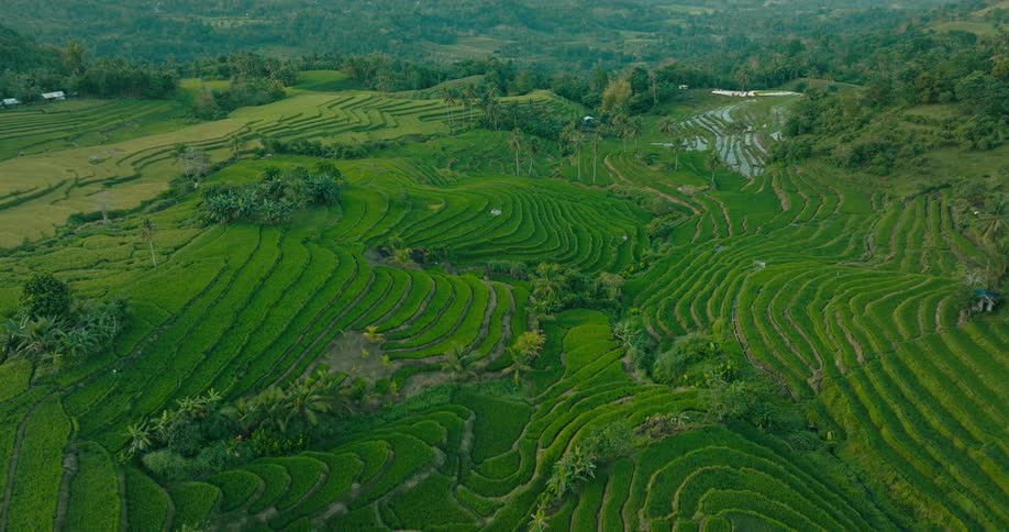 An aerial view glides over vibrant terraced rice paddies in rural vietnam revealing the lush patterns and curves of the farm fields carved into the landscape