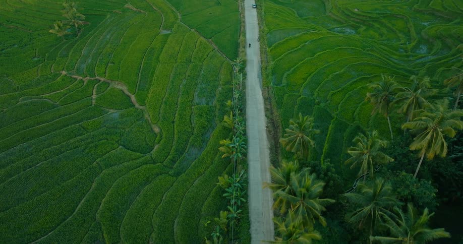 Person riding a motorcycle on a road cutting through a farm near a lush tropical forest
