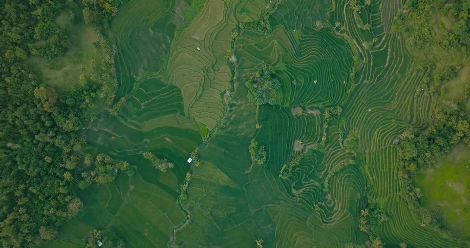 Agricultural terraces flanked on each side by forests