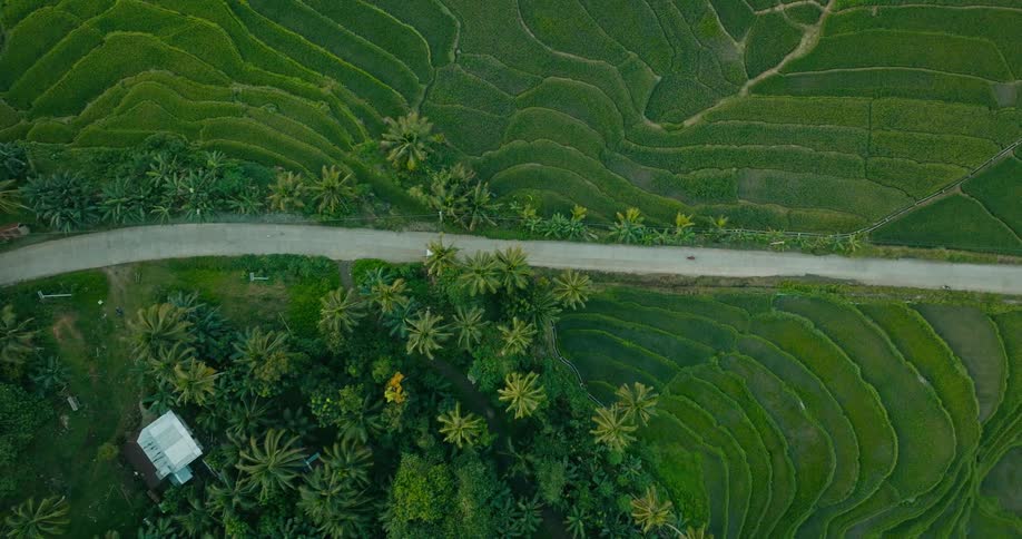 Lush hills near palm trees are divided by a road