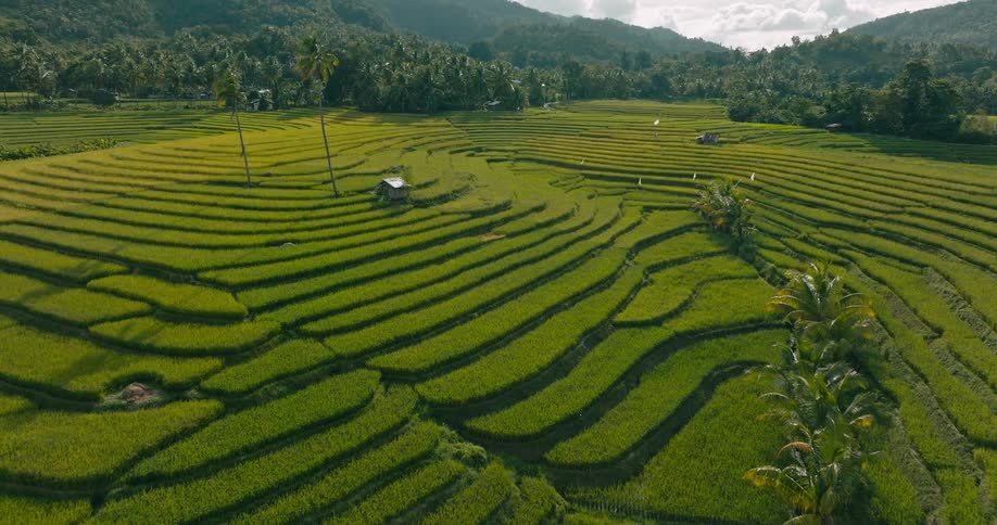An aerial view showcases lush green rice terraces carved into a hillside forming layered patterns across the tropical farming landscape