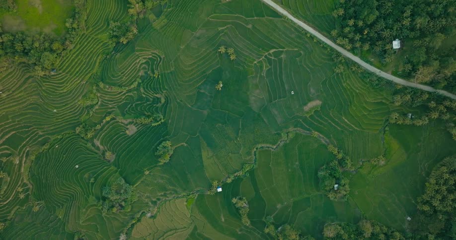 Farm with various shades of green on the terraces near a forest