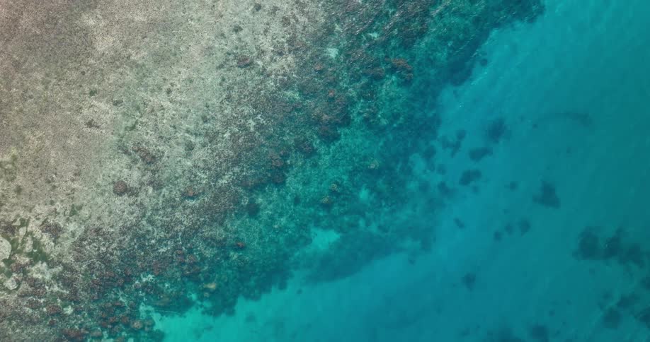 Aerial view above a vivid blue coastal shoreline reveals a sprawling coral reef beneath the clear ocean water