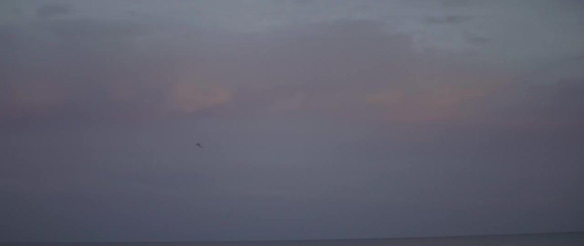 A bird flies across the cloudy dawn sky